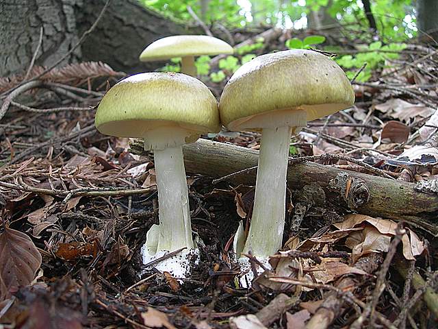 I  Funghi della collina pianeggiante